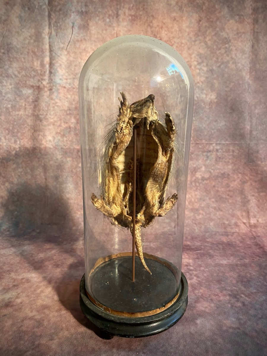 Ancien Armadillo Sous Cloche En Verre-photo-3