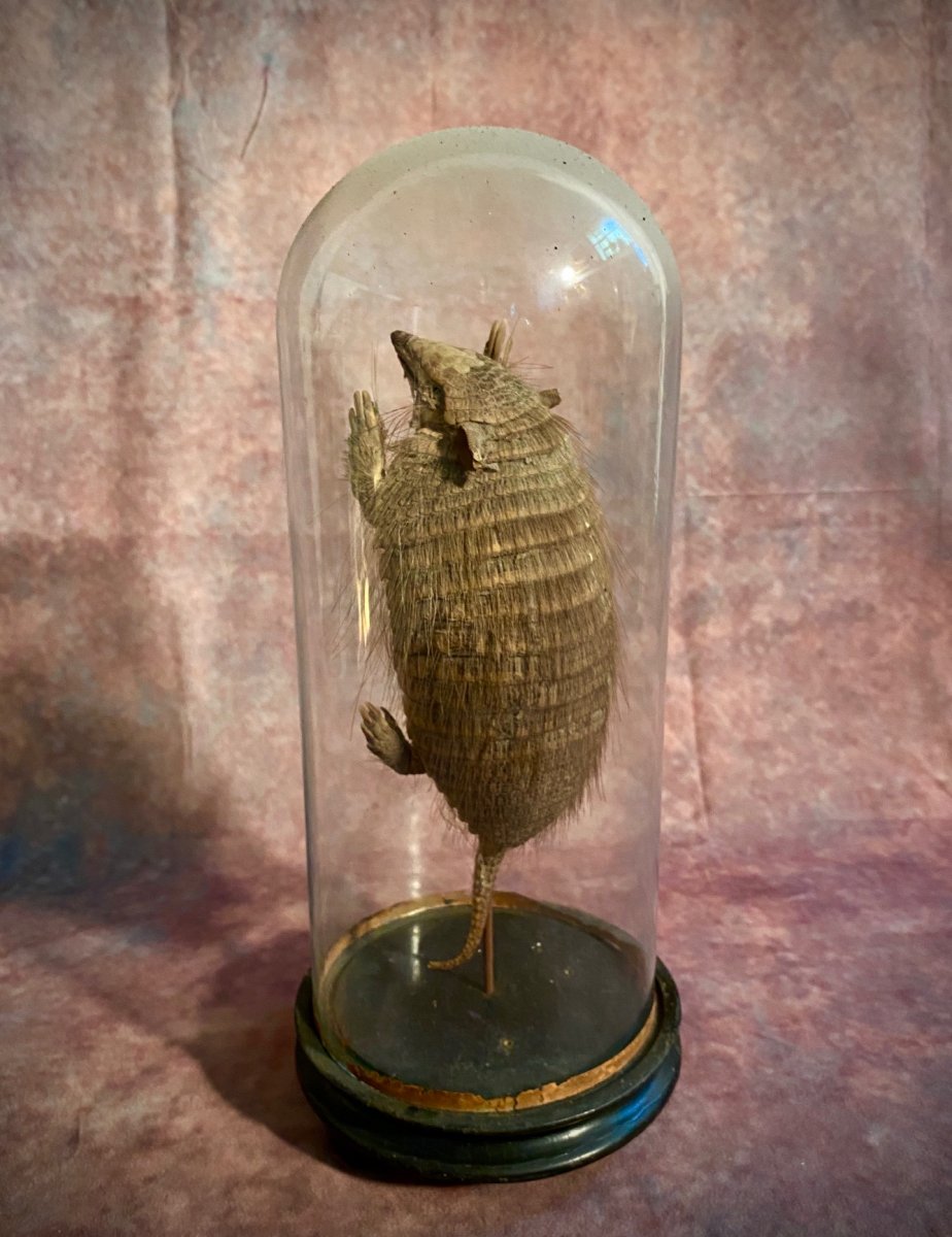 Ancien Armadillo Sous Cloche En Verre