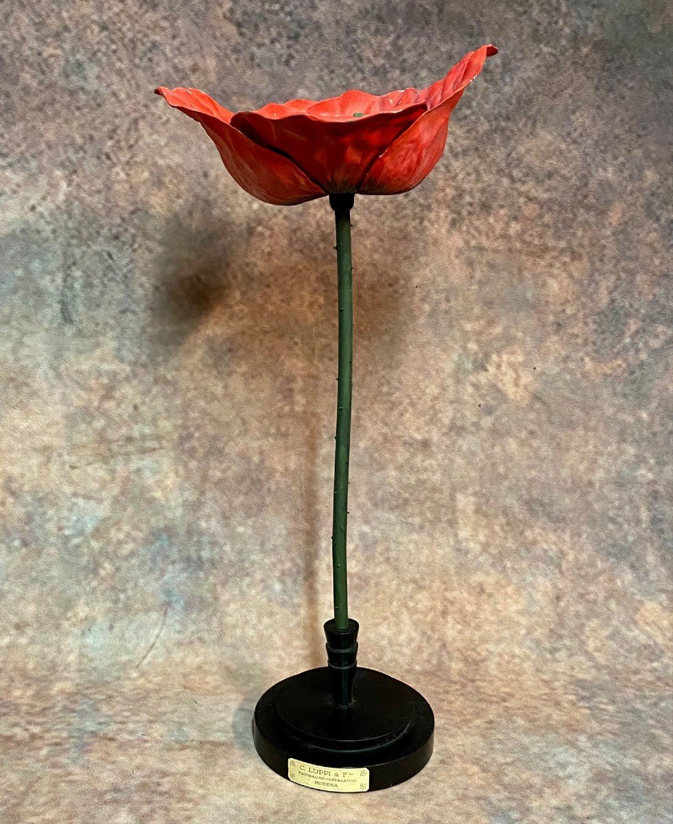 MODÈLE BOTANIQUE ANCIEN DE FLEUR DE COQUELICOT EN PAPIER MACHÉ-photo-2