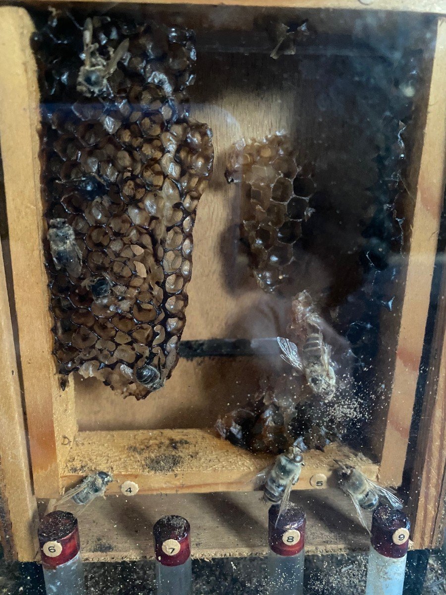 Raro Diorama Di Un Alveare - Apis Mellifera -photo-4