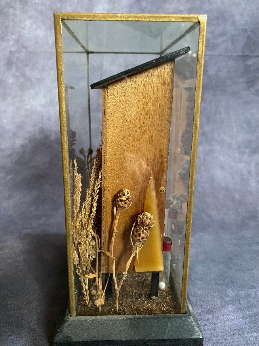 Raro Diorama Di Un Alveare - Apis Mellifera -photo-2
