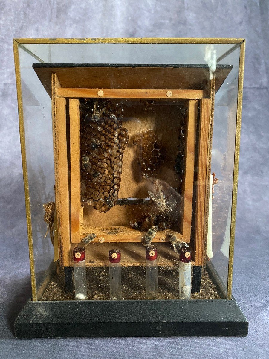 Raro Diorama Di Un Alveare - Apis Mellifera 