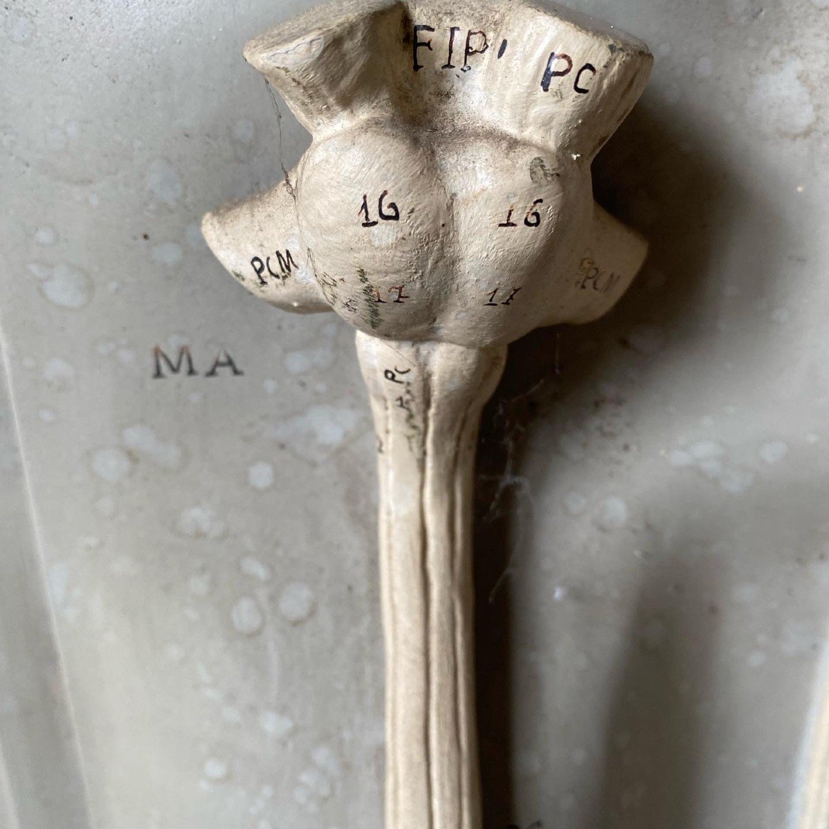 Modèle Anatomique De La Moelle épinière - Papier Maché-photo-1