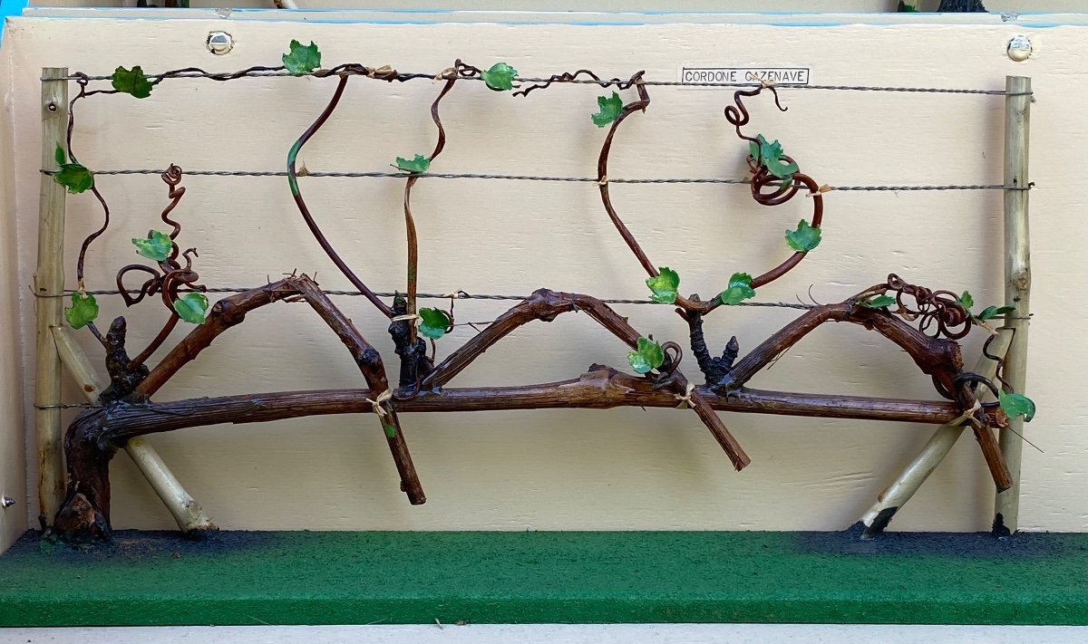 Raro modello botanico sulla potatura delle viti-photo-3
