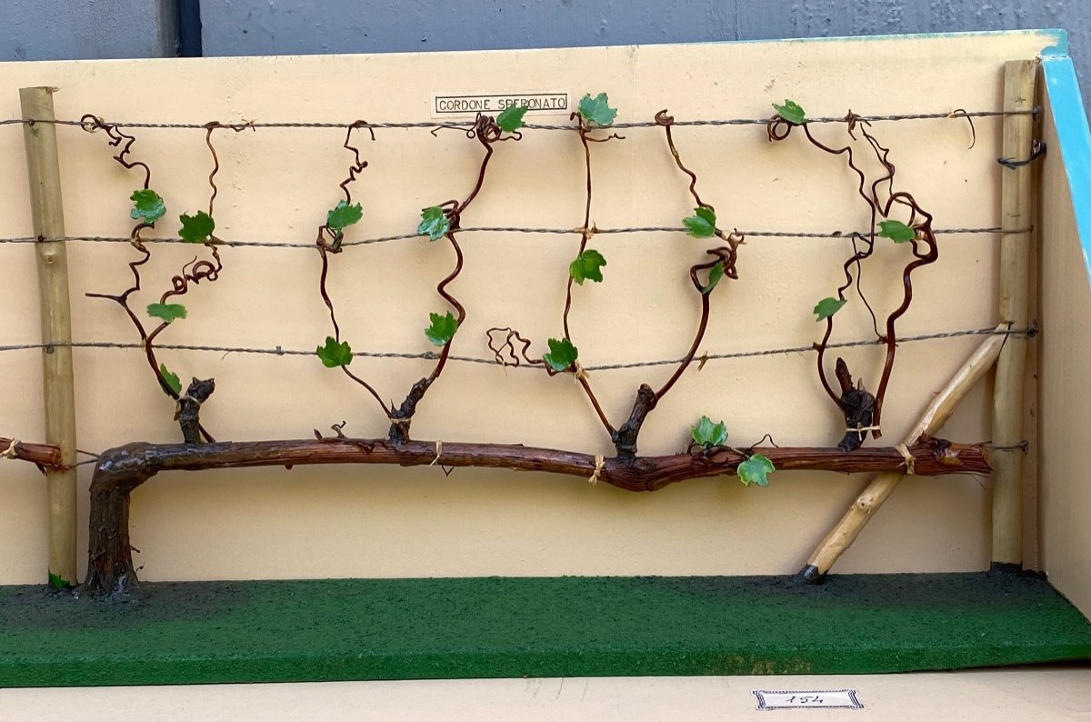 Raro modello botanico sulla potatura delle viti-photo-4