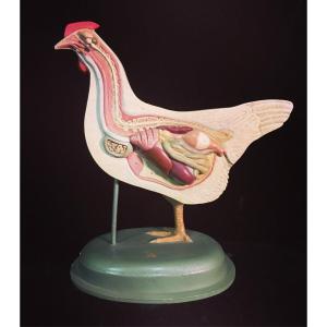 Bel modello anatomico di gallina prodotto in Germania nella prima metà del 900 .