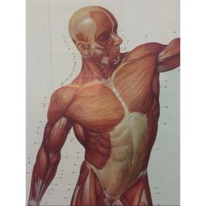 COPPIA DI GRANDI POSTER TAVOLE ANATOMICHE DI UOMO SCORTICATO - GERMANIA INIZI 1900  