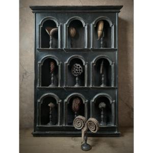 COLLEZIONE BOTANICA DI 10 SEMI TROPICALI MONTATI SUN BASI TORNITE