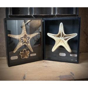 RARA COPPIA DI TECHE NATURALISTICHE DIDATTICHE SULL'ANATOMIA DELLE STELLE MARINE .