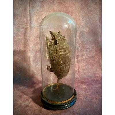 Ancien Armadillo Sous Cloche En Verre