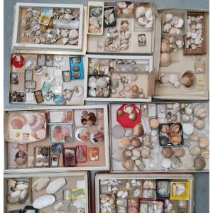 Important Collection Of Shells