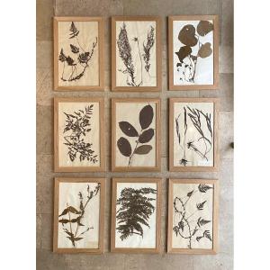 19th Century Herbarium