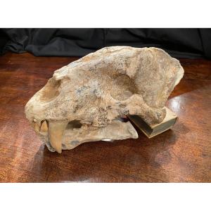 Saber Tooth Tiger Skull