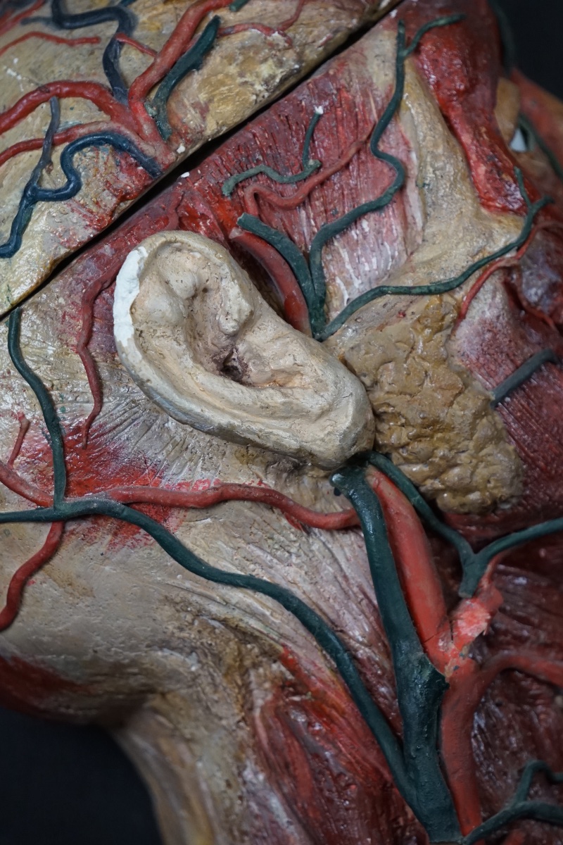 Rara Testa Anatomica di "Scorticato" (Écorché) in Stucco e Cera-photo-7