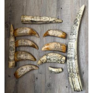 11 Walrus Teeth Replica Antique Model