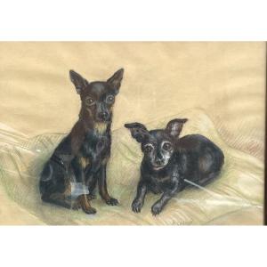 Pastel “portraits Of Chihuahua Dogs”
