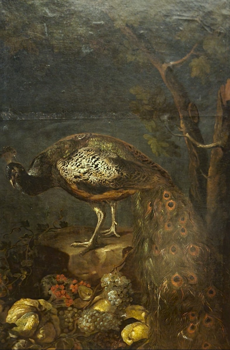 Olio su tela Natura morta con Pavone Baldassarre De Caro 1689-1750 con Expertise-photo-3