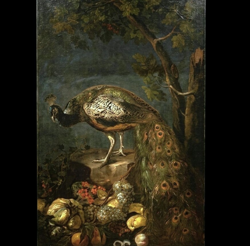 Olio su tela Natura morta con Pavone Baldassarre De Caro 1689-1750 con Expertise-photo-7
