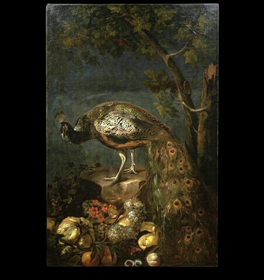 Olio su tela Natura morta con Pavone Baldassarre De Caro 1689-1750 con Expertise