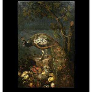 Olio su tela Natura morta con Pavone Baldassarre De Caro 1689-1750 con Expertise