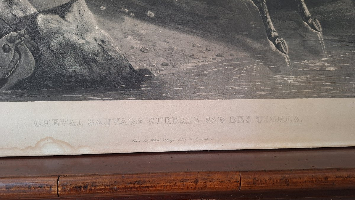 Incisione di Philippe Ledieu 1834. "Cavallo selvaggio sorpreso dalle tigri"-photo-2