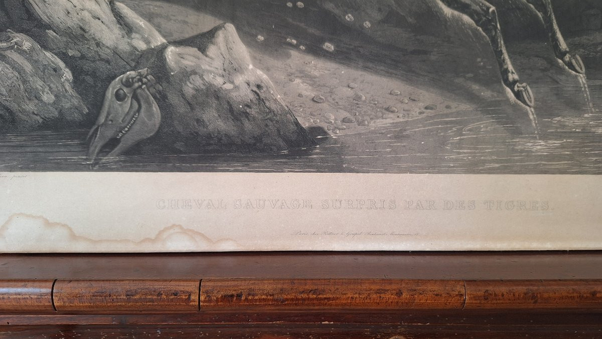 Incisione di Philippe Ledieu 1834. "Cavallo selvaggio sorpreso dalle tigri"-photo-3
