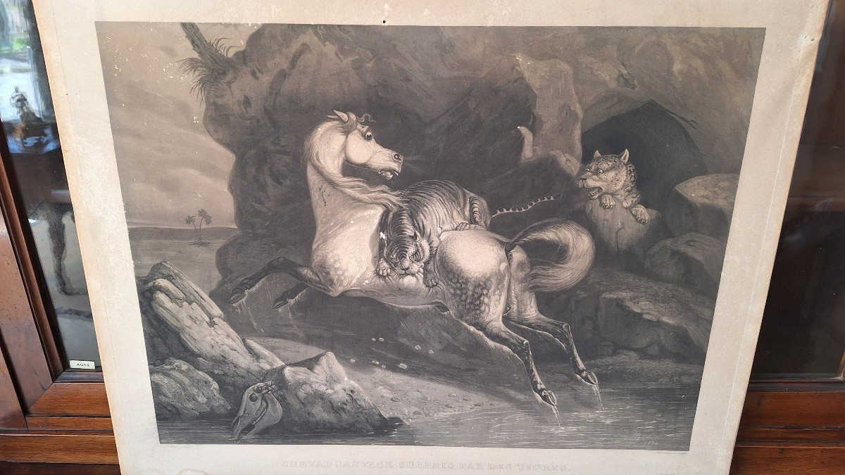 Incisione di Philippe Ledieu 1834. "Cavallo selvaggio sorpreso dalle tigri"