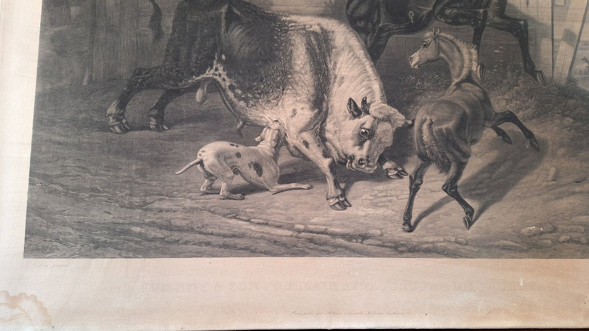 Incisione di Philippe Ledieu, 1834. "Cavalla e puledro attaccati da un giovane toro"-photo-3