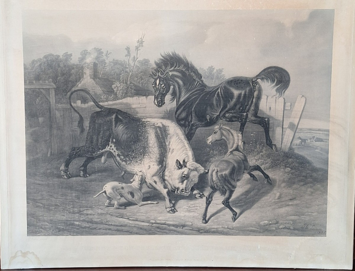 Incisione di Philippe Ledieu, 1834. "Cavalla e puledro attaccati da un giovane toro"