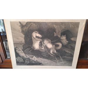 Incisione di Philippe Ledieu 1834. "Cavallo selvaggio sorpreso dalle tigri"