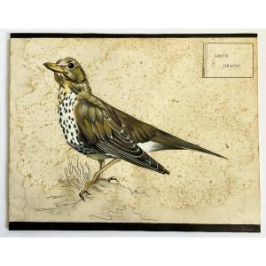 Mistle Thrush, Large Original Gouache From The 19th Century, Ornithology