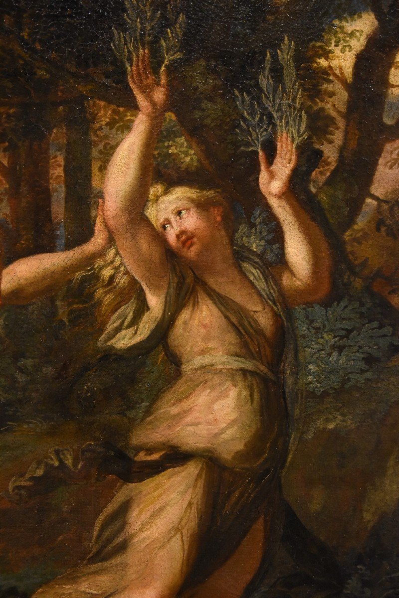Giovanni Angelo Canini (Roma, 1608 – Roma, 1666) - Il mito di Apollo e Dafne-photo-6