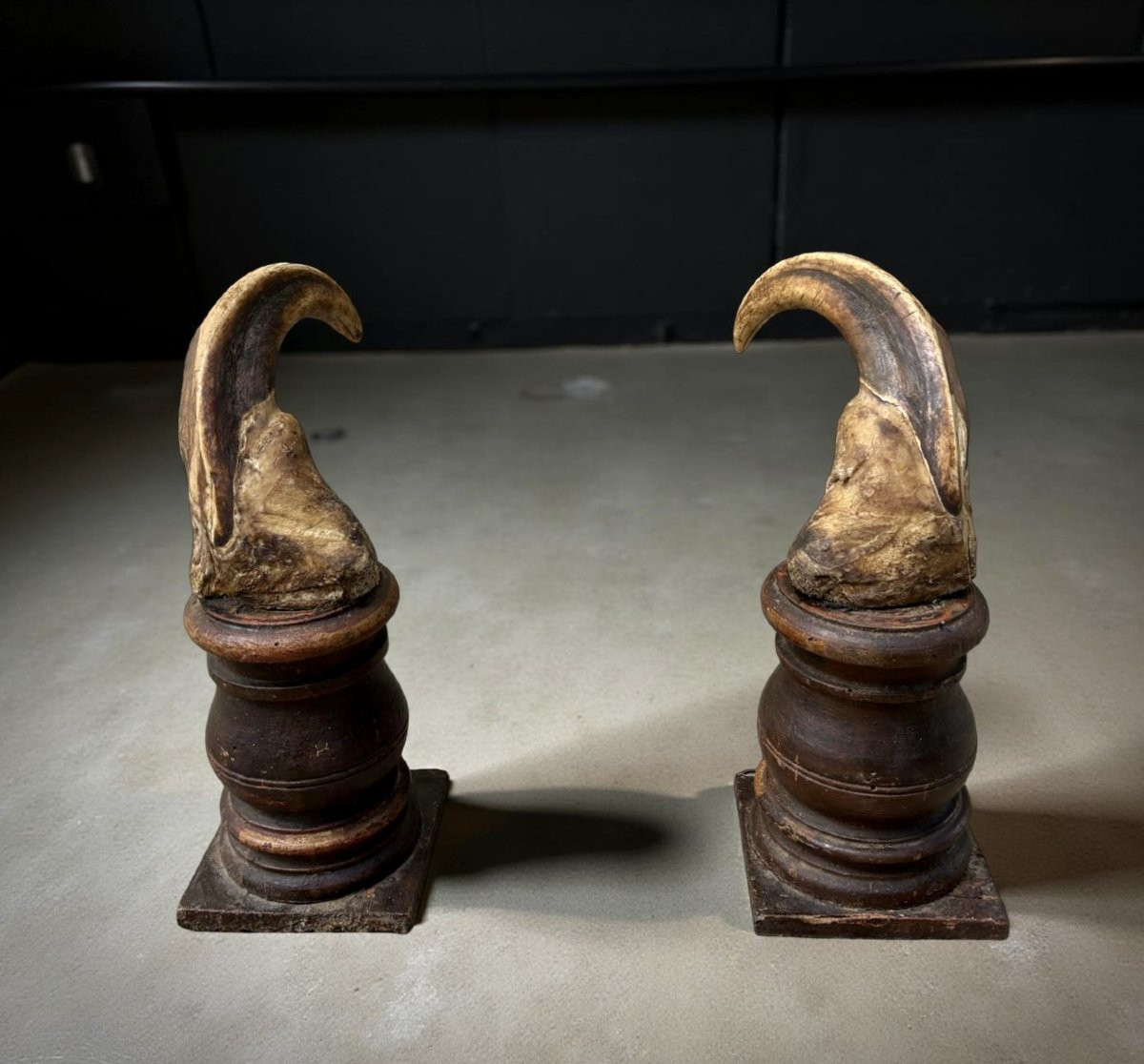 Cabinet de curiosité Wunderkammer Coppia di Zanne di Facocero del XVIII secolo-photo-2