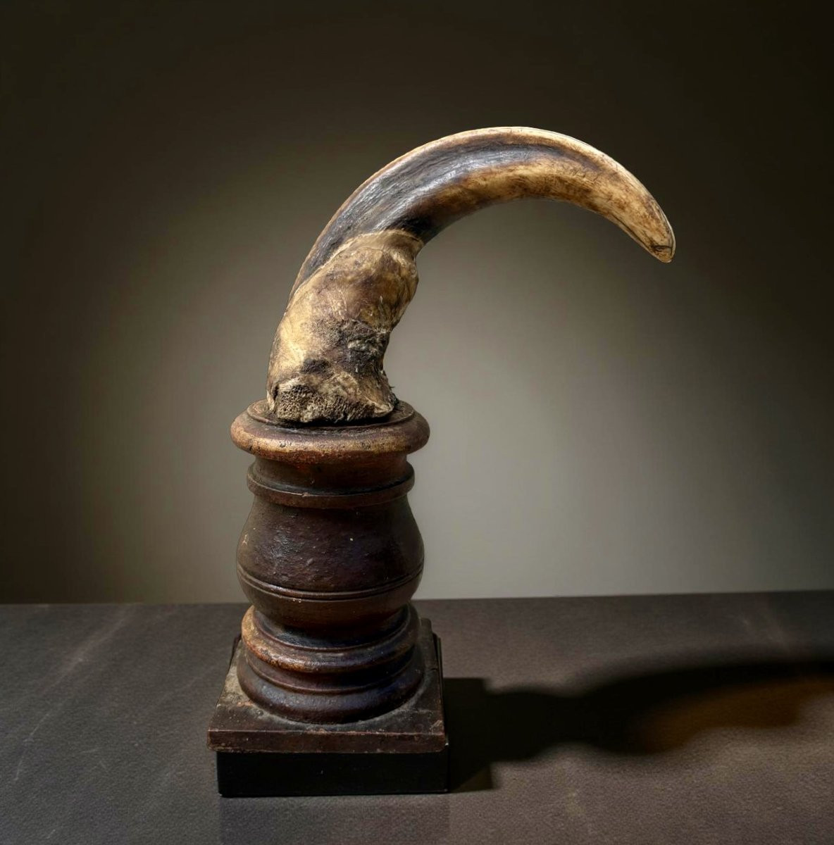Cabinet de curiosité Wunderkammer Coppia di Zanne di Facocero del XVIII secolo-photo-3