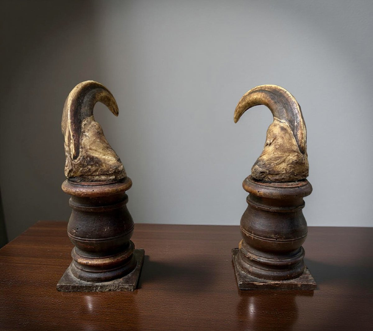 Cabinet de curiosité Wunderkammer Coppia di Zanne di Facocero del XVIII secolo-photo-6
