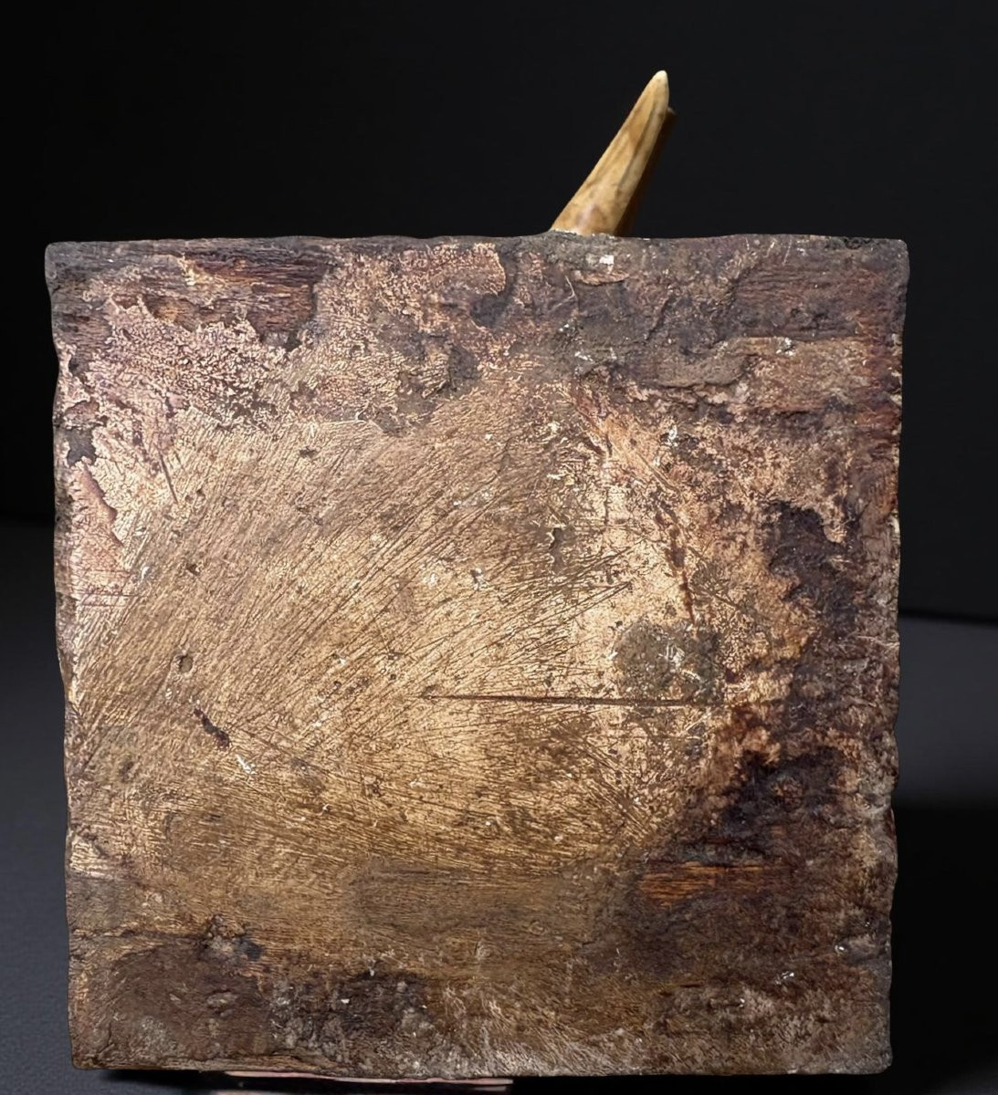 Cabinet de curiosité Wunderkammer Coppia di Zanne di Facocero del XVIII secolo-photo-7