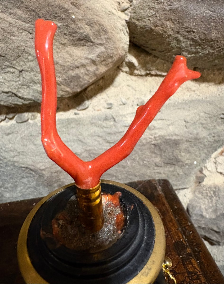 Coppia di Vasi in Legno e Bronzo Dorato con Coralli Wunderkammer-photo-4