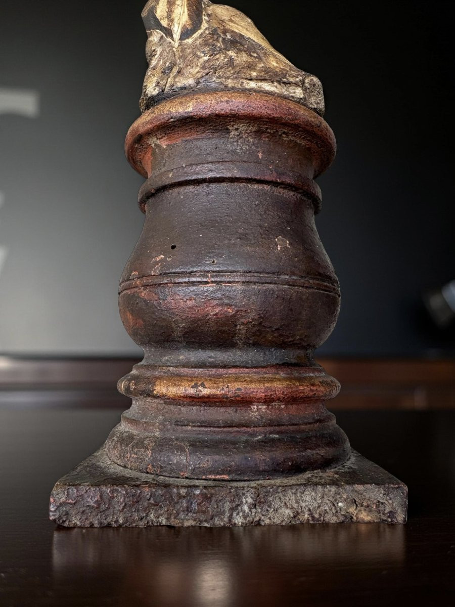 Coppia di Zanne di Facocero XVIII Naturalia Wunderkammer-photo-3