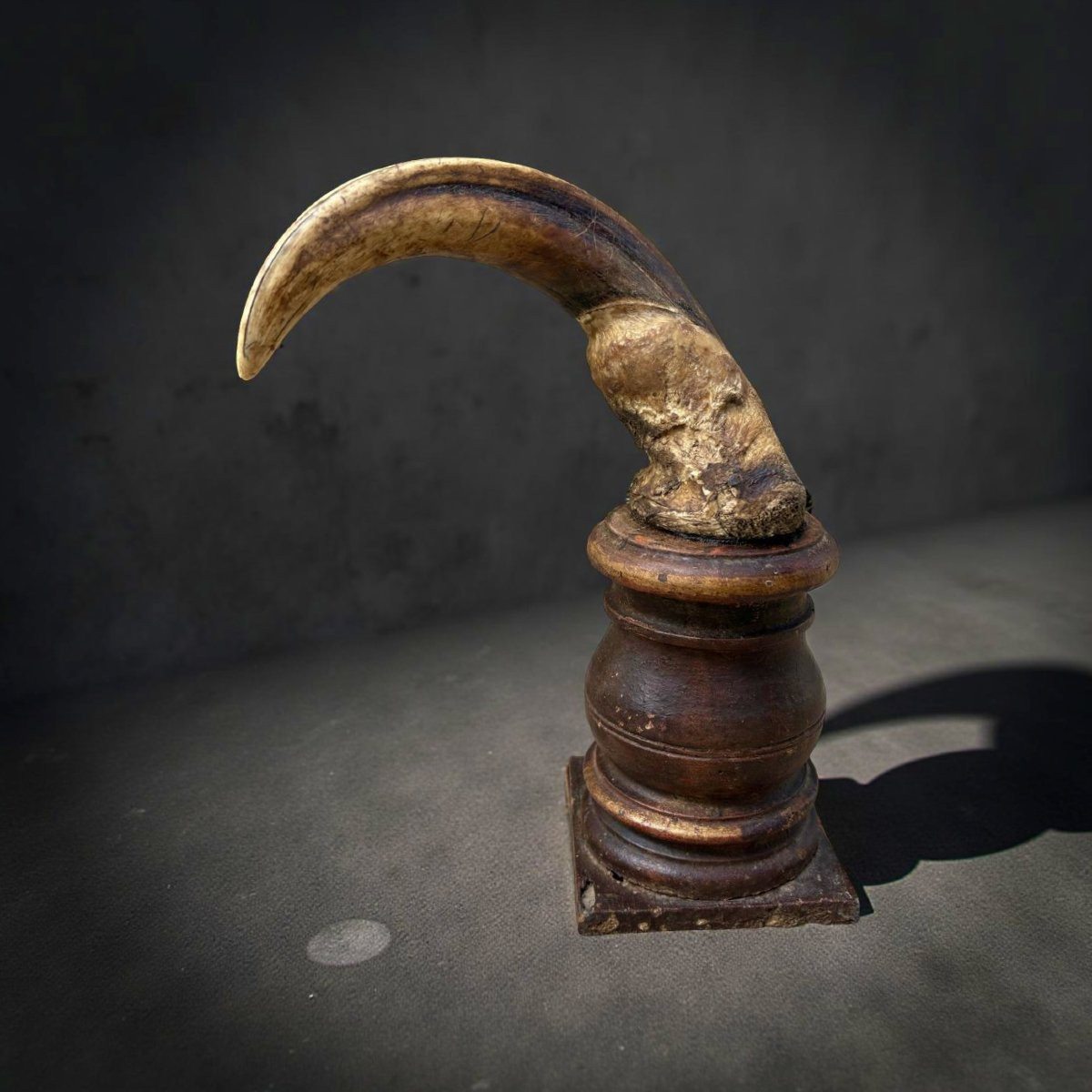 Coppia di Zanne di Facocero XVIII Naturalia Wunderkammer-photo-2