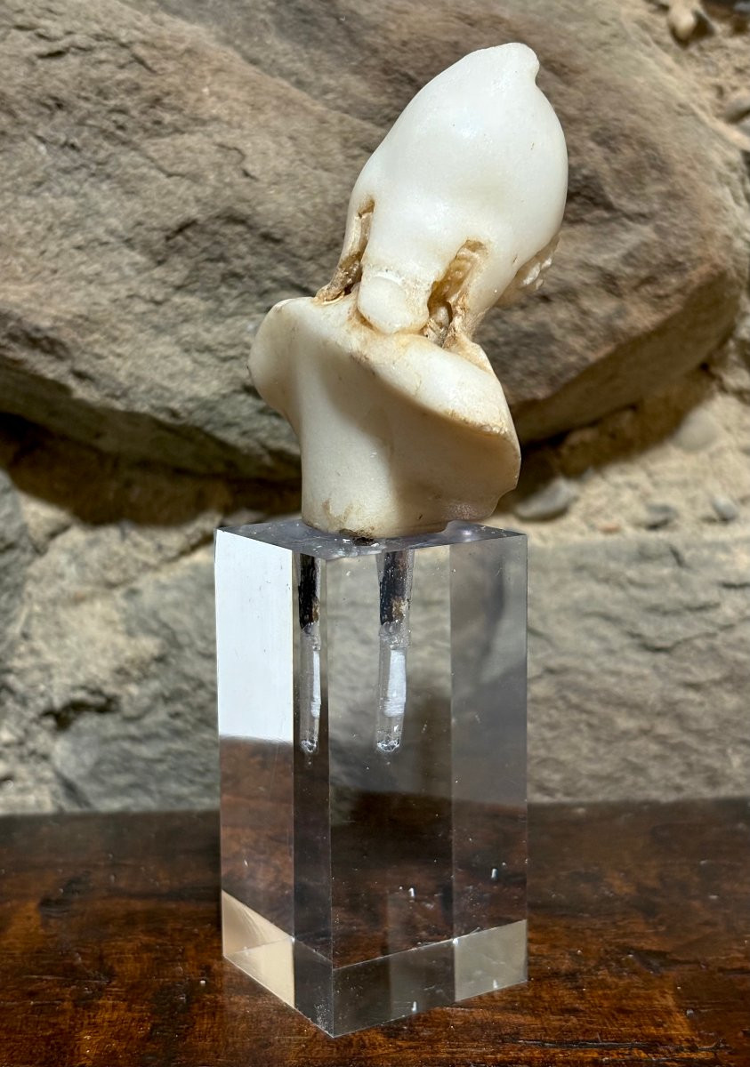 Piccolo Busto Manierista In Marmo di Attis XVI secolo-photo-8