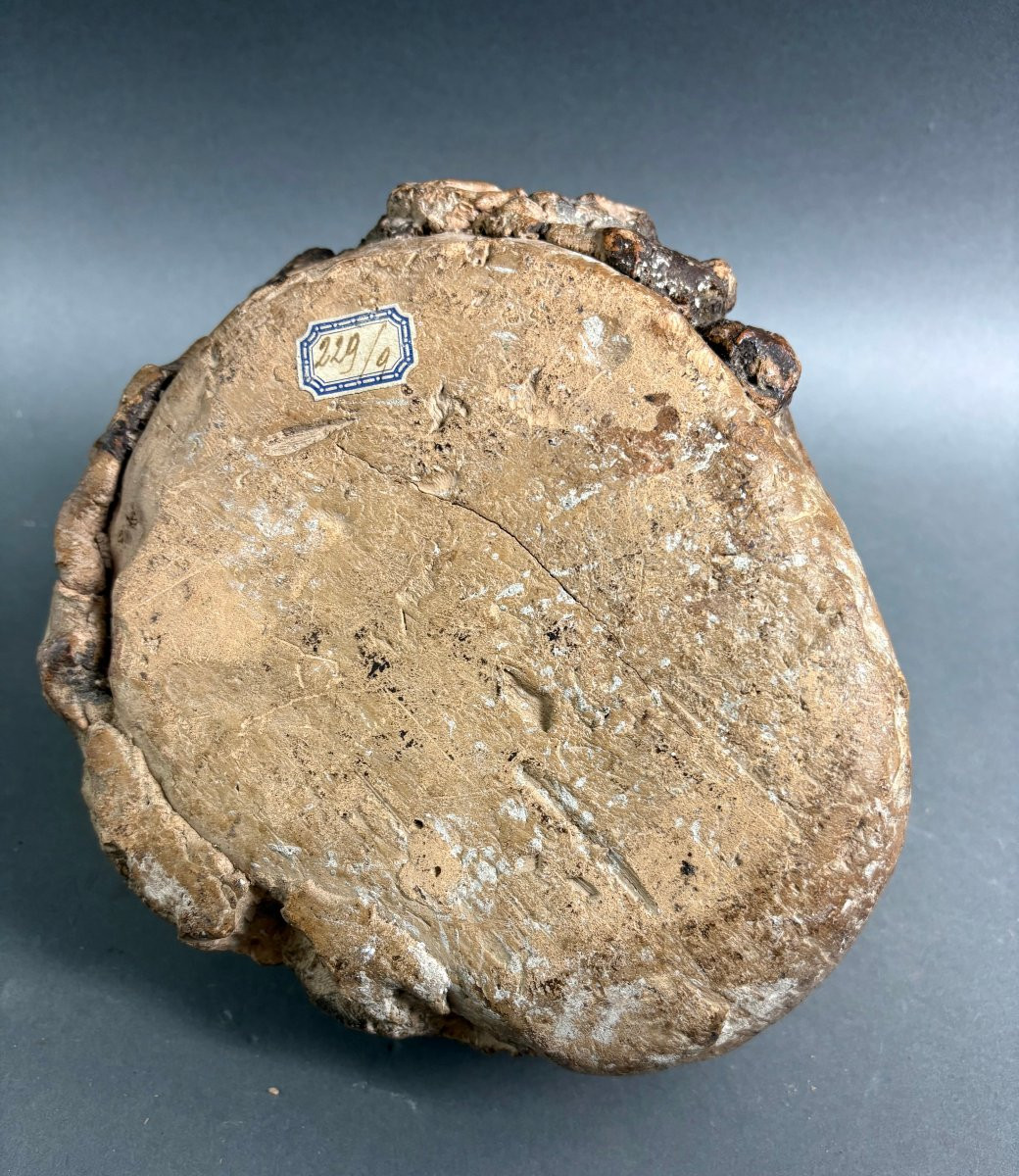 Testa di Fauno Altorilievo Terracotta Policroma XVIII secolo-photo-2