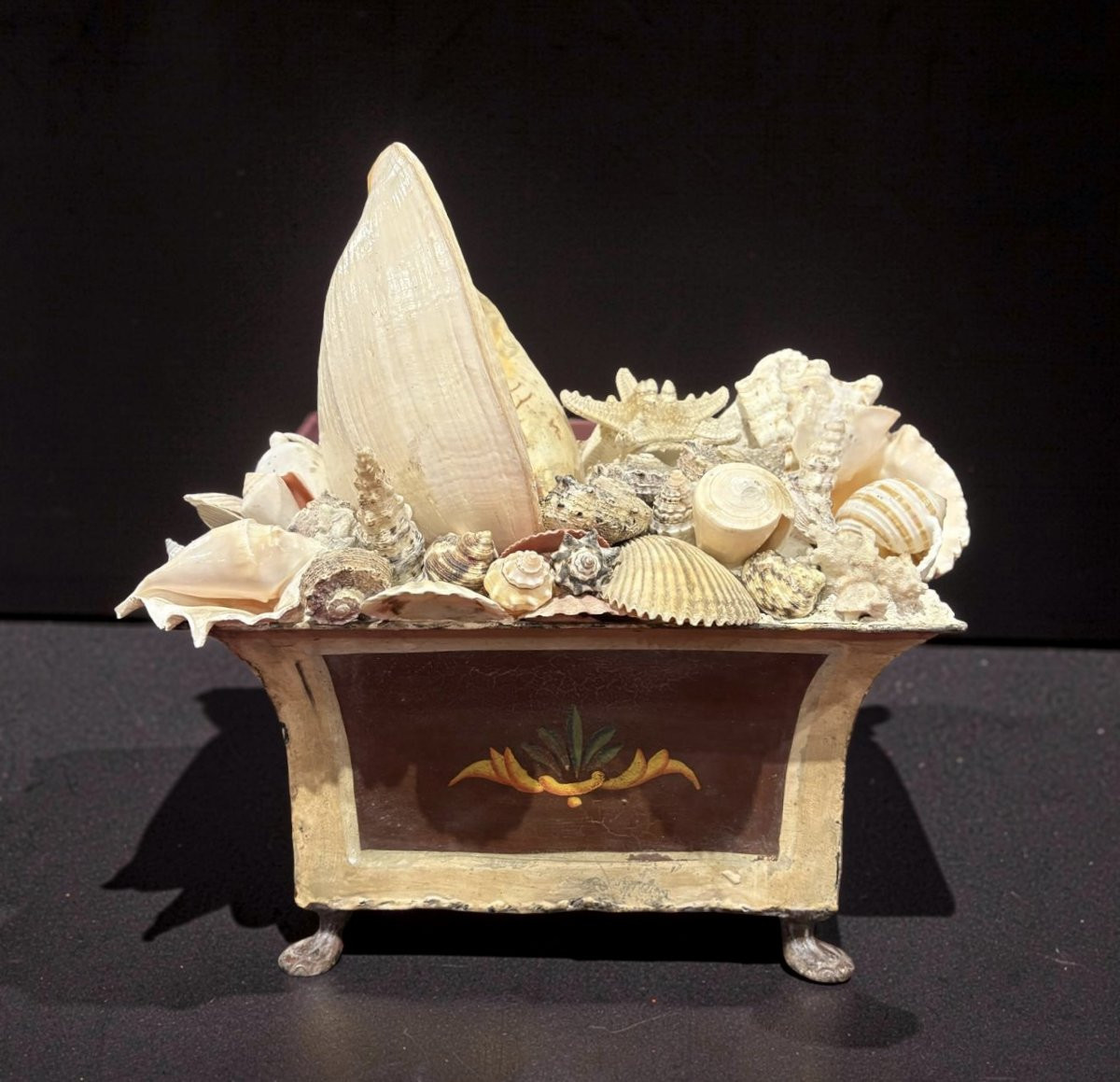 Grande Naturalia Composizione di Conchiglie inizio XX-photo-3