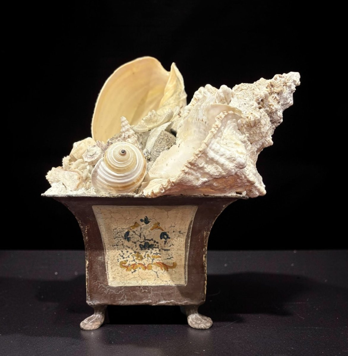 Grande Naturalia Composizione di Conchiglie inizio XX-photo-4