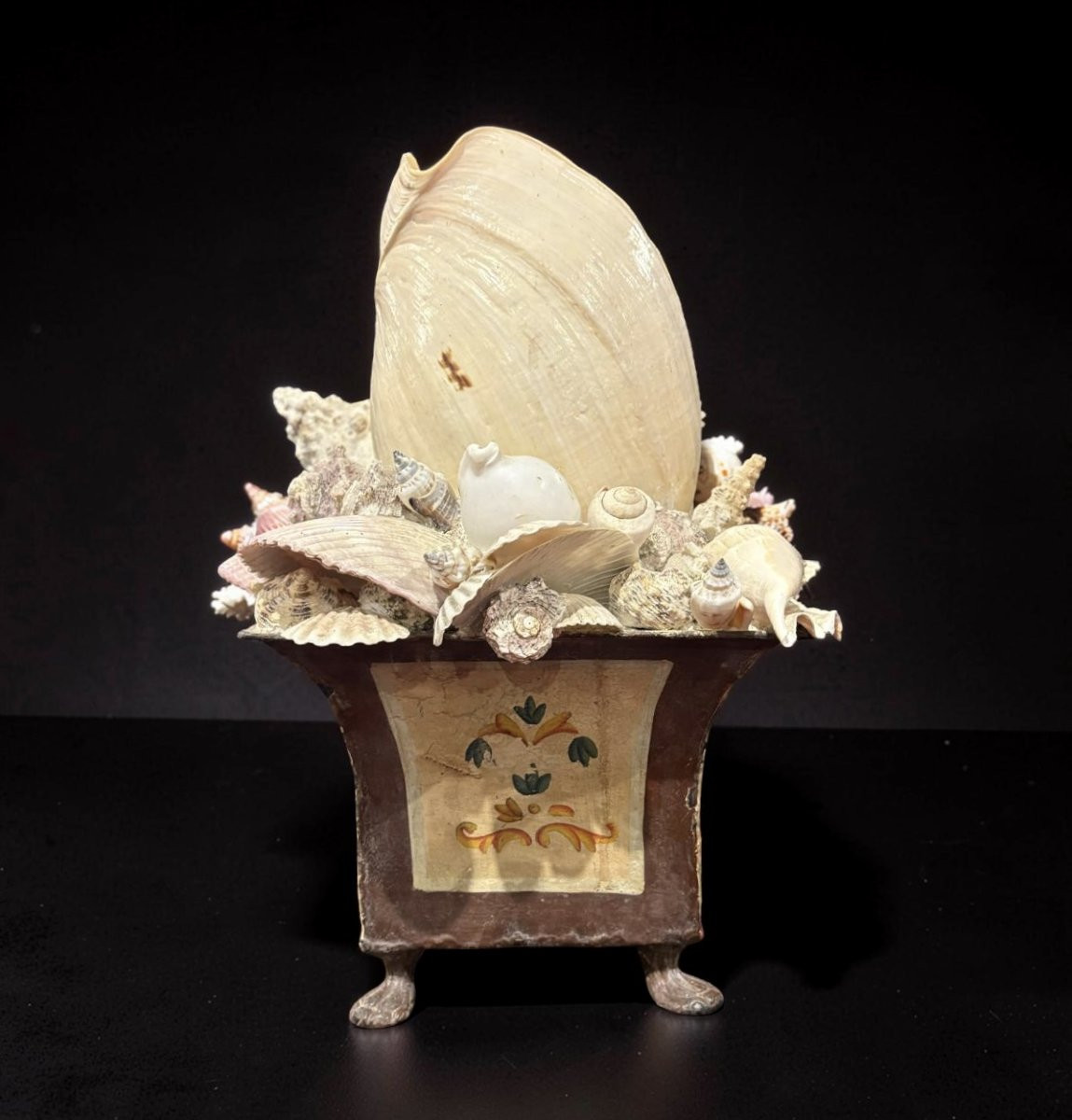 Grande Naturalia Composizione di Conchiglie inizio XX-photo-1