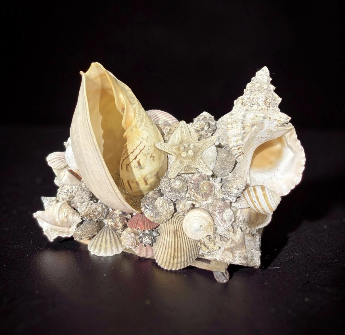 Grande Naturalia Composizione di Conchiglie inizio XX-photo-2