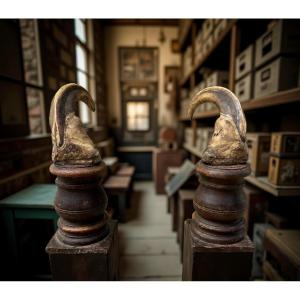 Cabinet de curiosité Wunderkammer Coppia di Zanne di Facocero del XVIII secolo