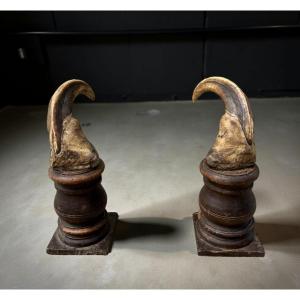 Coppia di Zanne di Facocero XVIII Naturalia Wunderkammer