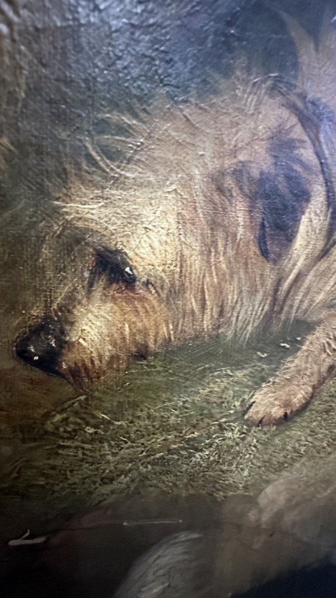 Dipinto, olio su tela, "Terriers che inseguono un coniglio" firmato G. Armfield - XIX sec. -photo-3
