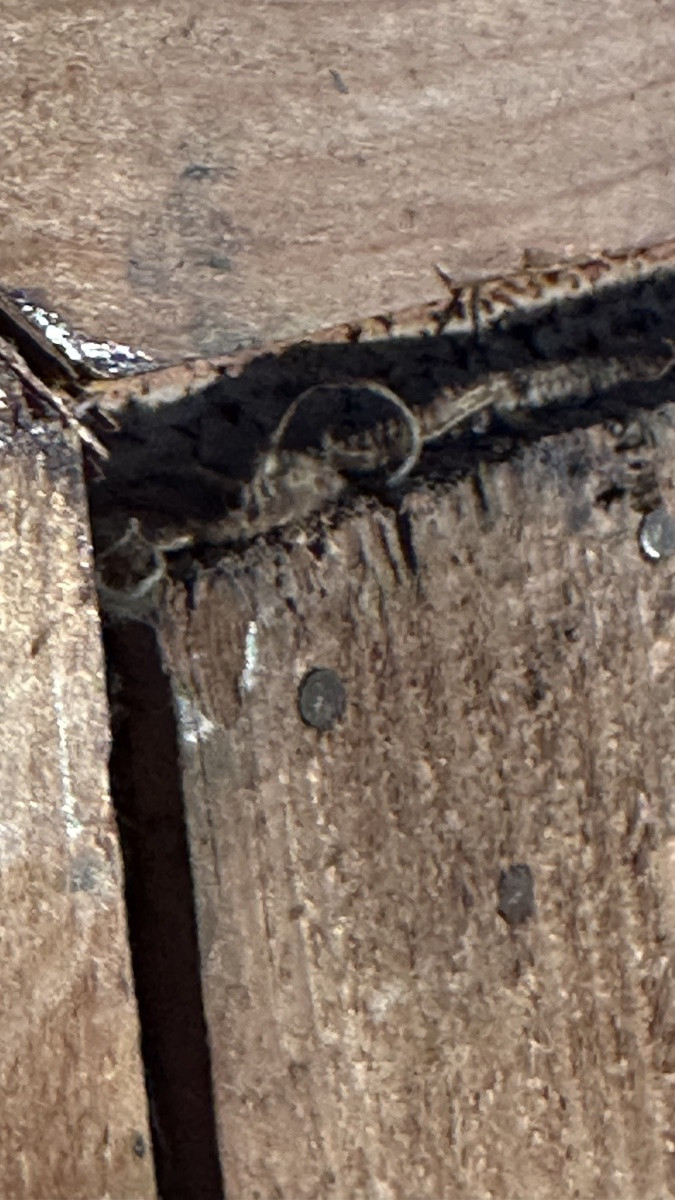 Dipinto Pastorale “Paesaggio con figure” del XIX Secolo – Olio su Tela con Cornice Dorata-photo-7