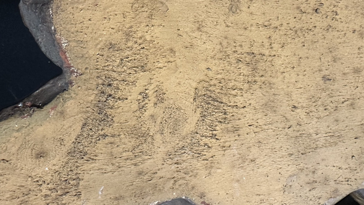 Coppia di cherubini alati in legno dorato – XVIII/ XIX secolo-photo-5